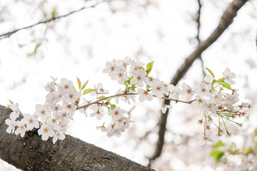サクラ、桜