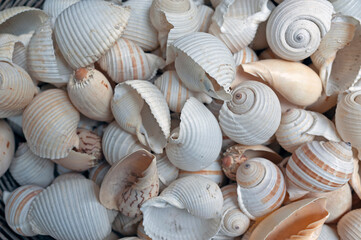 Sea shells