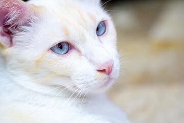 portrait of a cat focused at eye.