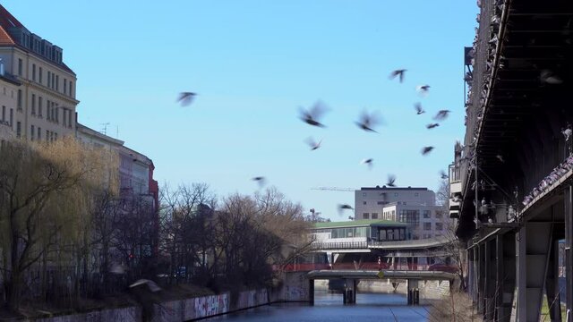 Tauben im Schwarm an Berliner U-Bahngleisen an einem sonnigen Tag mit blauem Himmel.