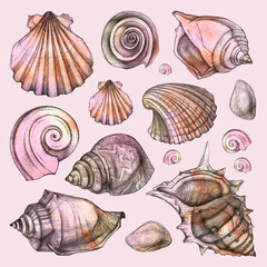 Beautiful seashells on a pink background. Sea pattern.  Set. Hand drawing.