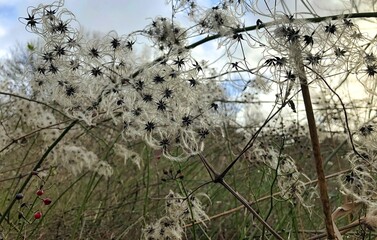 skeletons of old dried out flowers in autumn