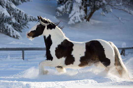 Gescheckte Tinker Stute im Schnee, &Ouml;sterreich