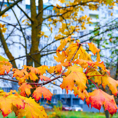 autumn season in the city, view of a residential building through maple leaves