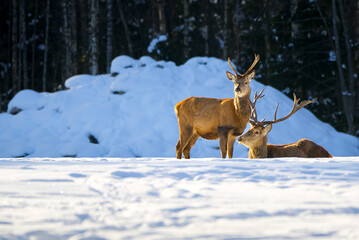 Red deer in winter forest looking to camera. wildlife, Protection of Nature. Cervus elaphus in cold winter day