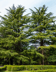 Obraz premium Himalayan cedar, Cedrus Deodara (Deodar cedar, Himalayan cedar) in Adler Arboretum Southern Cultures. Blurred background. Selective focus. Close-up. Aler (Sirius) Sochi.