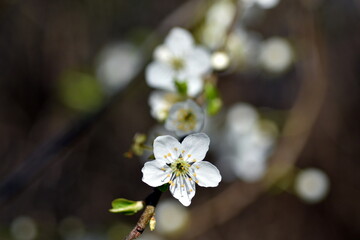 Schlehenblüte an einem Zweig im Frühling
