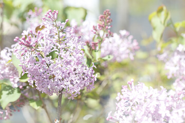 Fototapeta premium lilac flowers on a branch