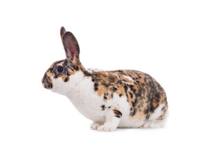 beautiful bunny isolated on white background