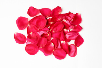 Pink roses petals on white background, close-up