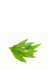 Bunch of wild garlic on white, vertical, isolated