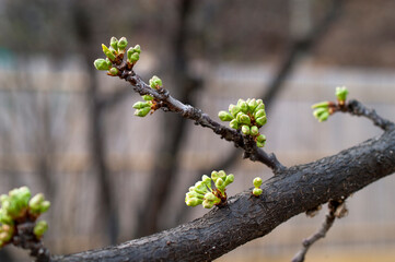 이른 봄 가지의 새싹