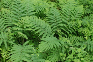 어린아이의 손을 닮은 식물