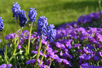 Muscari Blue Spike and Aubrieta Carnival