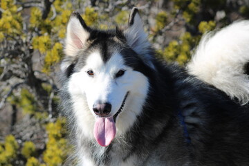 alaskan malamute dog