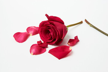 Broken rose on white background with copy space,