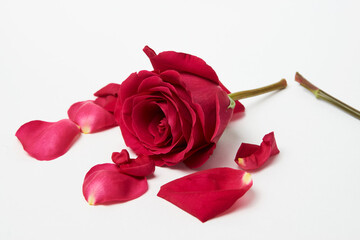 Broken rose on white background with copy space,