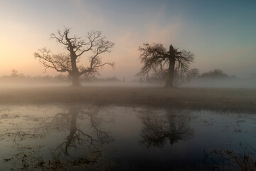 Obraz premium Foggy morning in the park. 