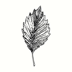 Hibiskus leaf front view. Ink black and white doodle drawing in woodcut style. © Artinblackink