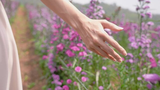 Rear view of young Asian woman body in casual dress walking on the beautiful purple flowers farm 
during summer, close up on slim hand touching and stroking on fresh plant leaves under sunlight, 