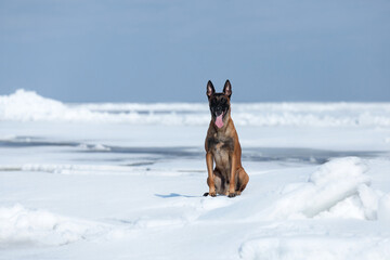 Beautiful Belgian Shepherd dog breed in the snow.