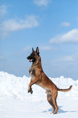 Beautiful Belgian Shepherd dog breed in the snow.