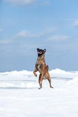 Beautiful Belgian Shepherd dog breed in the snow.