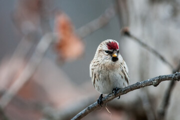 Common Redpoll on small tree branch