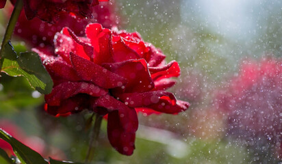 Summer garden. Close-up of roses. Bright red flowers with raindrops. Large flowers and buds on a...