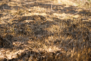 Fototapeta premium dry grass after a fire in spring