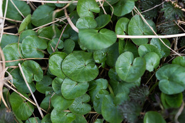 background of spring leaves of celandine close up