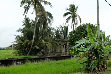 Fototapeta na wymiar Verfallenes Haus unter Palmen in den Tropen
