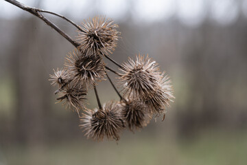 landscape dry burdock close up