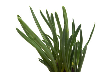 green onion isolated