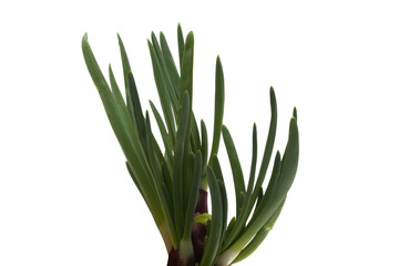 green onion isolated