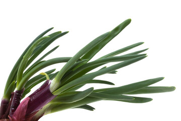 green onion isolated