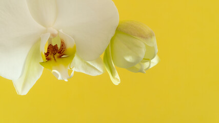 White orchid flowers on a yellow background