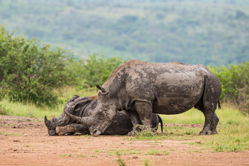 Fototapeta premium Southern White Rhino mother and calf resting near a waterhole