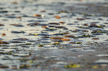 JELLYFISH ON THE SEASHORE - Sea creatures on the beach