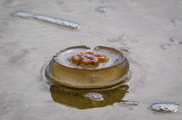JELLYFISH ON THE SEASHORE - Sea creatures on the beach

