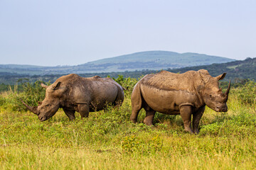 Fototapeta premium Rhino in the afternoon sun near a rubbing post