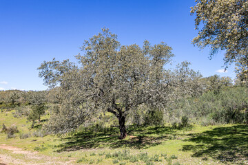 Holm oak in meadow against blue sky