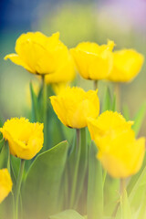 Gelbe Tulpen