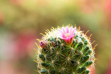 The beautiful pink flowers of the spiky cactus.