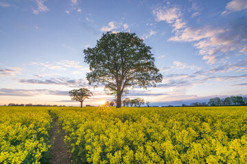 Rapsfeld im Sonnenuntergang