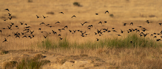 Fototapeta na wymiar Bunch of black birds flying in the wild
