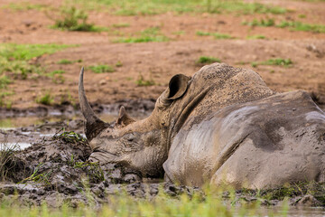 Southern White Rhino using mud to keep cool and offer protection against biting insects