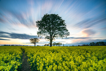 Langzeitbeichtung Rapsfeld