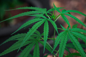 Naklejka na ściany i meble The cannabis plant is grown with an organic form as a medicine.
