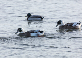 Fototapeta premium Half Breed ducks, half Mallard, swimming on a pond.